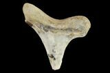 Fossil Shark (Cretoxyrhina) Tooth - Kansas #134837-1